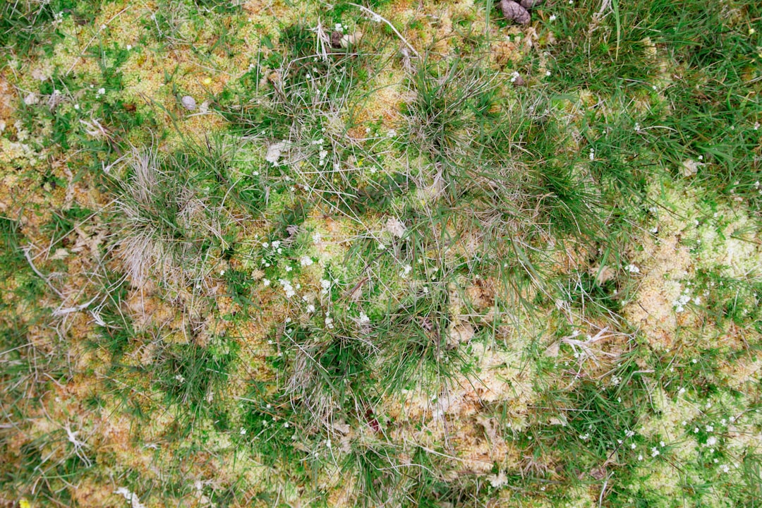 Neglected lawn with patchy growth and overgrown bed lines