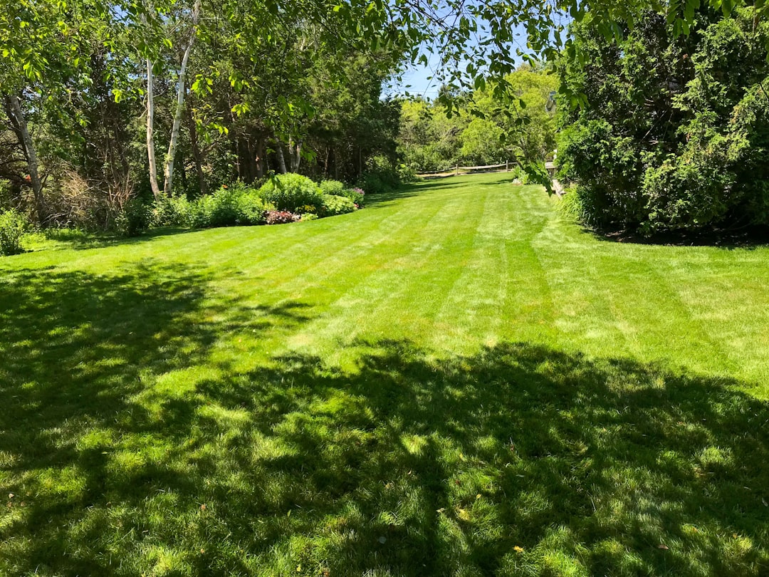 A freshly mowed lawn cut in clean stripes with a treeline behind it.